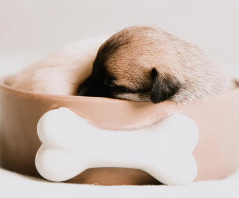 Cat food, dog food, cat treats, pet food, pet food manufacturers