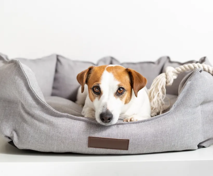 Cat food, dog food, cat treats, pet food, pet food manufacturers